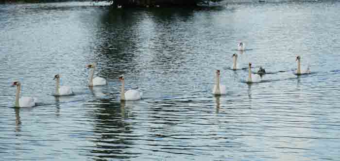 swans